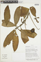 Centropogon brittonianus Zahlbr., BOLIVIA, F