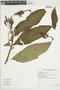 Centropogon brittonianus Zahlbr., BOLIVIA, F