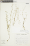 Diastatea micrantha (Kunth) McVaugh, Peru, S. Llatas Quiroz 2430, F