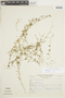 Diastatea micrantha (Kunth) McVaugh, Peru, A. López M. 2657, F