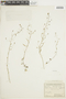 Diastatea micrantha (Kunth) McVaugh, BOLIVIA, F