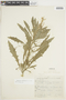 Hippobroma longiflora (L.) G. Don, BRAZIL, F