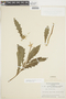 Hippobroma longiflora (L.) G. Don, BRAZIL, F