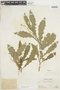 Hippobroma longiflora (L.) G. Don, PERU, F