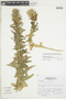 Lobelia decurrens subsp. parviflora Lammers, Peru, S. Leiva G. 1202, F