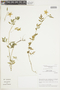 Nasa pteridophylla Weigend & Dostert subsp. pteridophylla, PERU, F