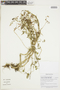 Nasa pteridophylla subsp. geniculata Dostert & Weigend, PERU, F