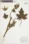 Nasa ranunculifolia (Kunth) Weigend, PERU, F