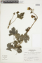 Nasa ranunculifolia (Kunth) Weigend, PERU, F