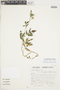 Nasa triphylla subsp. elegans Dostert & Weigend, PERU, F