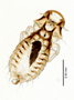 28950 Physconelloides passerinae PT d IN