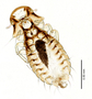 28950 Physconelloides passerinae PT v IN