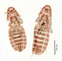 28545 Heptapsogaster boraquirae PT v IN