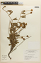Mimosa flagellaris Benth., BRAZIL, F