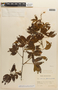 Mimosa albida var. willdenowii (Poir.) Rudd, COLOMBIA, F
