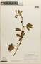 Mimosa albida var. willdenowii (Poir.) Rudd, COLOMBIA, F