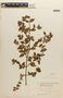 Monochaetum pauciflorum Triana, ECUADOR, F