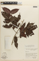 Mouriri angustifolia Spruce ex Triana, BRAZIL, F