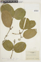 Strychnos erichsonii R. H. Schomb. ex Progel, BRAZIL, F