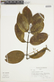 Strychnos erichsonii R. H. Schomb. ex Progel, COLOMBIA, F