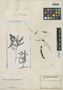 Mimosa schomburgkii Benth., BRITISH GUIANA [Guyana], R. H. Schomburgk 715, Isotype, F