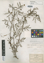 Neptunia microcarpa Rose, MEXICO, C. G. Pringle 8626, Isotype, F