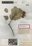 Pithecellobium flavovirens Britton, Bahamas, G. V. Nash 1143, Isotype, F