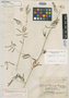 Schrankia heterocarpa Standl., MEXICO, H. S. Gentry 2635, Holotype, F