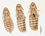 28546 Heptapsogaster boraquirae PT d IN