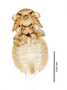 28856 Heptapsogaster dilatatus NPT d IN