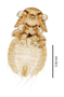 28856 Heptapsogaster dilatatus NPT v IN