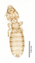 28620 Carduiceps lapponicus PT v IN