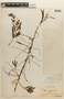 Mimosa myriadenia  (Benth.) Benth. var. myriadenia, BRITISH GUIANA [Guyana], F