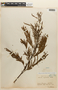 Mimosa myriadenia  (Benth.) Benth. var. myriadenia, FRENCH GUIANA, F