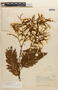 Mimosa myriadenia  (Benth.) Benth. var. myriadenia, BRAZIL, F