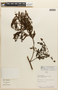 Mimosa myriadenia var. punctulata (Spruce ex Benth.) Barneby, PERU, F