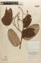 Couepia chrysocalyx (Poepp.) Benth. ex Hook. f., PERU, F