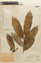 Couepia chrysocalyx (Poepp.) Benth. ex Hook. f., PERU, F