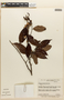 Couepia guianensis subsp. guianensis, BRAZIL, F