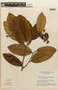 Couepia paraensis subsp. glaucescens (Spruce ex Hook. f.) Prance, PERU, F