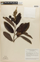 Couepia paraensis subsp. glaucescens (Spruce ex Hook. f.) Prance, BRAZIL, F