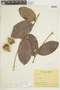 Hirtella eriandra Benth., COLOMBIA, F
