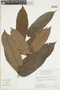 Hirtella guainiae Spruce ex Hook. f., BRAZIL, F