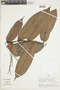 Hirtella guainiae Spruce ex Hook. f., PERU, F