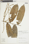 Hirtella guainiae Spruce ex Hook. f., PERU, F