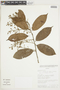 Hirtella triandra subsp. triandra, ECUADOR, F