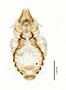 28962 Echinophilopterus clayae PT d IN