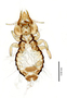 28963 Echinophilopterus clayae PT d IN