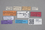 2818963 Tachinus subparallelus HT labels IN