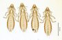 28844 Furnariphilus pagei PT v IN